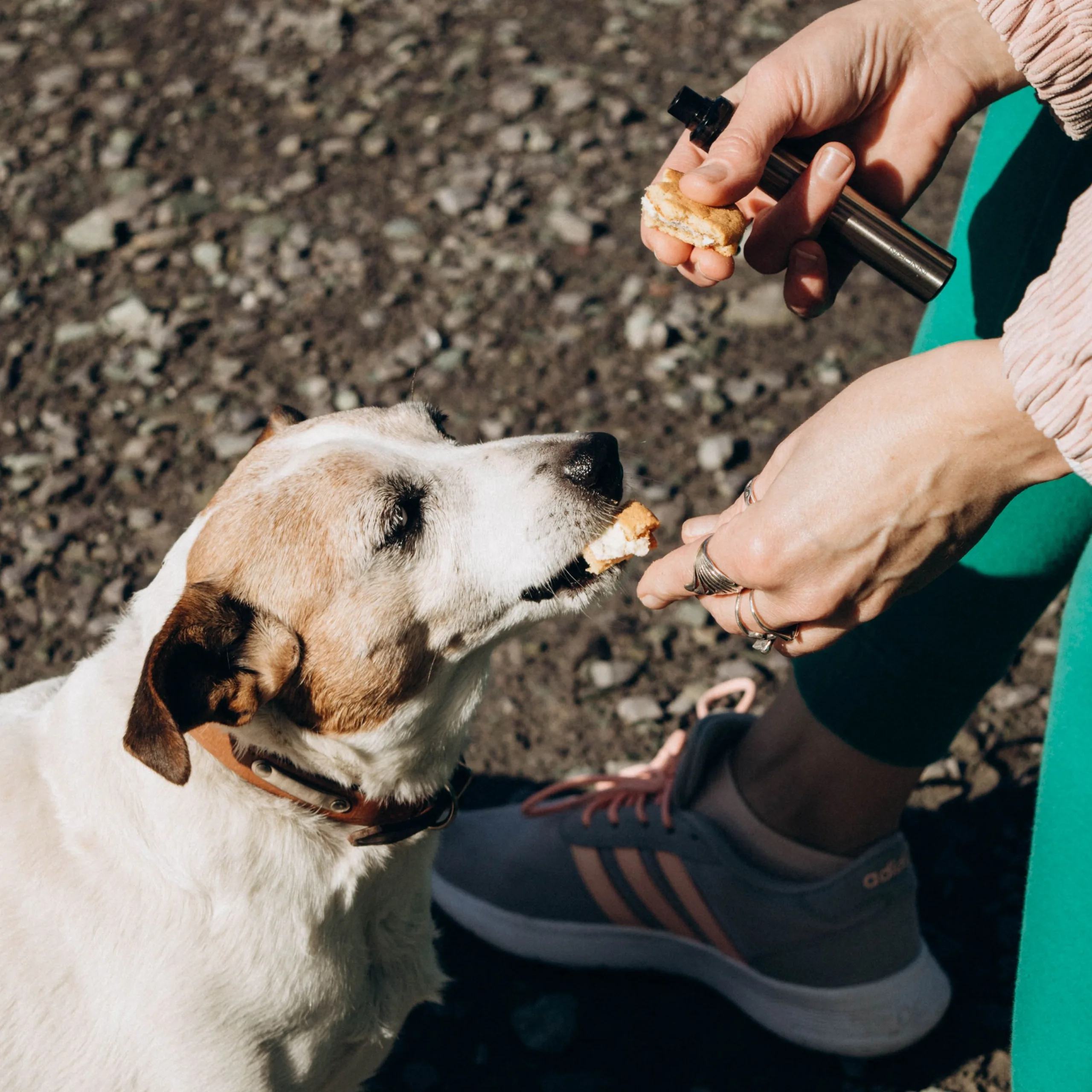 Une jeune femme accroupie tend une friandise à un chien blanc assis, harnais rouge et laisse détendue