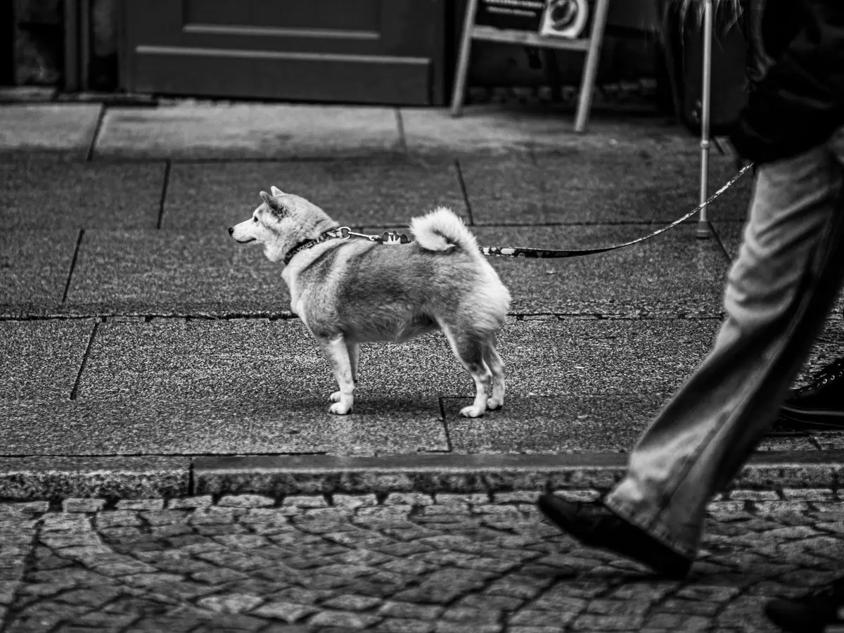 Un husky en laisse attend sur un trottoir pavé, en noir et blanc