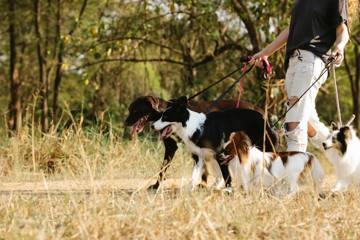 Trois chiens tenus en laisse marchent dans une prairie sèche